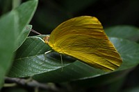 Large Orange Sulphur (Pieridae, Phoebis agarithe)USA, TX, Dimmit Co.: CotullaChaparral Wildlife Management Area 