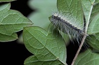 Eastern Tent Caterpillar (Lasiocampidae, Malacosoma americana)USA, TX, Bastrop Co.: BastropStengl "Lost Pines" Biology Station 