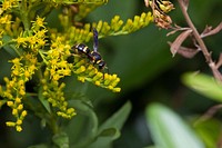 Potter wasp (Vespidae, Euodynerus foraminatus)USA, TX, Travis Co.: AustinBrackenridge Field Laboratory 