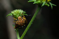 Green Stink Bug (Pentatomidae, Chinavia marginata)USA, TX, Travis Co.: AustinBrackenridge Field Laboratory 