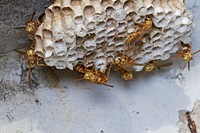 Paper wasp nest (Vespidae, Polistes apachus)USA, TX, Gonzales Co.: GonzalesPalmetto State Park 