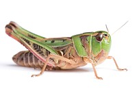 Boopie (Acrididae, Boopedon sp.)USA, TX, Gonzales Co. 