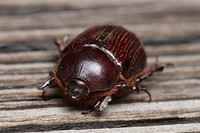 Rhinoceros beetle (Scarabaeidae, Dynastinae)USA, TX,Jeff Davis Co.: Fort DavisDavis Mountains State Park 