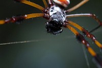 Golden Silk Orbweaver (Nephilidae, Nephila clavipes)USA, TX, Galveston Co.: High IslandBoy Scout Woods Sanctuary 