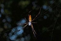 Golden Silk Orbweaver (Nephilidae, Nephila clavipes)USA, TX, Galveston Co.: High IslandBoy Scout Woods Sanctuary 