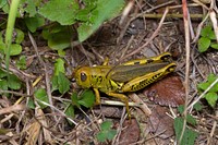 Differential Grasshopper (Acrididae, Melanoplus differentialis)USA, TX, Travis Co.: AustinBrackenridge Field Laboratory 