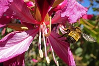 Bumblebee visits flower (Apidae, Bombus sp.)MX, PL, PueblaEcoParque Metropolitano Puebla