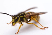 Southern Yellowjacket (Vespidae, Vespula squamosa)USA, TX, Travis Co.: AustinCrossing Place 