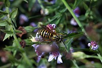 Southern Yellowjacket (Vespidae, Vespula squamosa)USA, TX, Travis Co.: AustinBrackenridge Field Laboratory 