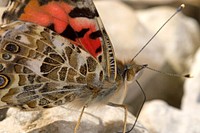 Painted Lady (Nymphalidae, Vanessa cardui)USA, TX, Bandera Co.: VanderpoolLost Maples State Park 