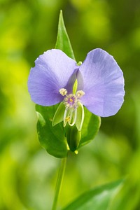 Dayflower, Commelina erectaUSA TX Travis Co.: AustinBrackenridge Field Laboratory