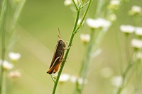 Grasshopper (Acrididae)USA, TX, Travis County: AustinBrackenridge Field Laboratory 