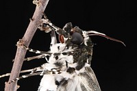 Freshly-eclosed Rustic Sphinx Moth (Sphingidae, Manduca rustica (Fabricius))USA, TX, Travis Co.: AustinUniversity of Texas campus