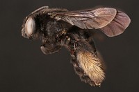 Two-spotted long-horned bee, female (Apidae, Melissodes bimaculata (Lepeletier))USA, TX, Travis Co.: AustinHornsby Bend Bird ObservatoryChimney Trail Santillana coll. det. J.L. Neff 2017.