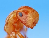 Colobopsis pylartes - cork-headed antUSA TX Travis Co.: AustinBrackenridge Field LaboratoryBill Van Eimeren coll.  