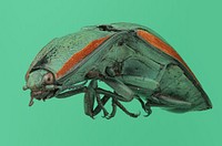 Tropical click beetle (Elateridae, possibly Chalcolepidius sp.)Mexico, VeracruzEstacion de Biol. Trop. &ldquo;Los Tuxtlas&rdquo;D.J. Harvey coll. July 1978.
