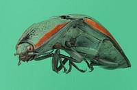 Tropical click beetle (Elateridae, possibly Chalcolepidius sp.)Mexico, VeracruzEstacion de Biol. Trop. “Los Tuxtlas”D.J. Harvey coll. July 1978.