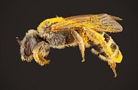 Sweat bee (Halictidae, Halictus ligatus (Say))USA, TX, Bandera Co.: Pipe Creek4.5K N of Pipe CreekVegation on side of gravel road, limestone hillantillana coll. det. J.L. Neff 20172X Magnification.