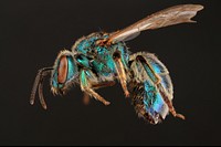 Sweat bee (Halictidae, Augochloropsis metallica (Fabricius))USA, TX, Bastrop Co.: Red RockBastrop 2014-14 Texas EcoLabRed sand road along pine woodsSantillana coll. det. J.L. Neff 20172X Magnification.