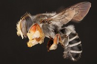 Hostile leaf-cutter bee, male (Megachilidae, Megachile inimica (Cresson))USA, TX, Bastrop Co.: Red RockBastrop 2014-14 Texas EcoLabRed sand road along pine woodsSantillana coll. det. J.L. Neff 2017.