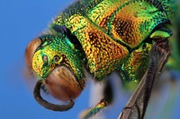 Large cuckoo wasp (Chrysididae, Stilbum cyanurum (Foerster))IT, Sardinia, San GiorgioC. G. Roche coll.det. C. G. Roche 2002.