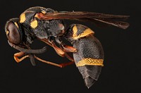 Potter wasp (Vespidae, Parancistrocerus sp.)USA, TX, Travis Co.: AustinHornsby Bend Bird ObservatoryRiver trail, mixed forest, aerialSantillana coll.