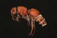 Velvet ant, female (Mutillidae, Pseudomethoca sanbornii (Blake))USA, TX, Bastrop Co.Stengl Lost Pines Biological StationCollected on sand groundJ. Holley coll. det. G.C. Waldren 2016.