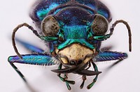 Six-spotted tiger beetle (Carabidae, Cicindela sexguttata sexguttata (Fabricius))USA, MD, Anne Arundel Co.On roadJ..L. Neff coll.