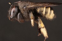 Horsefly-like Carpenter Bee (Apidae, Xylocopa tabaniformis parkinsoniae (Smith))USA, TX, Travis Co.: AustinSteiner Ranch, Bella MarDecorative flowers at community parkA. Santillana coll. 