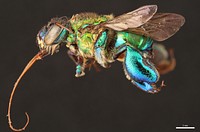 Orchid bee (Apidae, Euglossa championi (Cheesman))CR, Heredia, 5 KM S.E. Pt. ViejoFinca La Selva, 350 ft.L.E. Gilbert.