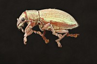 Weevil from Trinidad. Original public domain image from Flickr