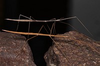 Short-horn walkingsticks (Heteronemiidae, Parabacillus hesperus (Hebard))USA, TX, Jeff Davis Co.: Fort DavisDavis Mountains State Park