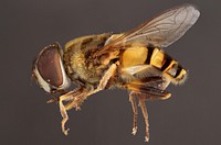 Eristalis transversaTransverse Flower Fly (Eristalis transversa)NJ, Monmouth Co.Fairhaven coll. A.W.Hook.