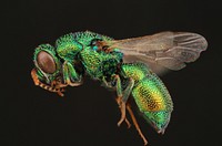 Cuckoo Wasp (Chrysididae from Egypt)Male Cuckoo Wasp (Chrysis maculicornis) EGYPT, Wadi Digla C.G.Roche.