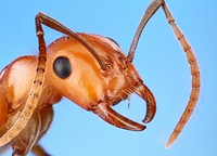 Polyergus montivagusPortrait of the face of a slave-raiding ant.USA IL Champaign Co.:Champaign A.L. Wild; specimen 