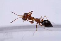 Dryinid wasp (Dryinidae)USA, TX, Travis Co.: AustinBrackenridge Field Laboratory R. Deans coll.