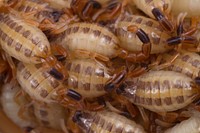 Striped Bark Scorpion (Buthidae, Centruroides vittatus (Say))USA, TX, Travis Co.: AustinA. Schultz coll.