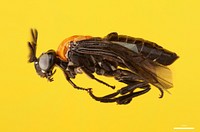 Argid sawfly (Argidae, Neoptilia tora (Smith))USA, TX, Travis Co.: AustinLBJ Wildflower Center J. Marcus coll.Reared from Abutilon fruticosum