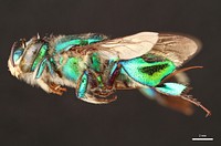 Orchid bee (Apidae, Euglossa imperialis (Smith))CR, Heredia, 5 KM S.E. Pt. ViejoFinca La Selva, 350 ft.L.E. Gilbert.