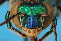 Orchid bee (Apidae, Euglossa igniventris (Friese))CR, Puntarenas, MonteverdeL.E. Gilbert coll.