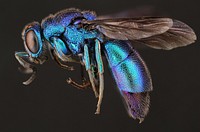 Cuckoo wasp (Chrysididae, Chrysis sp.)USA, TX, Travis Co.: AustinHornsby Bend Bird ObservatoryRiver trail, mixed forestA. Santillana coll.