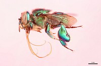 Orchid bee (Apidae, Euglossa hemichlora (Cockerell))CR, Heredia, 5 KM S.E. Pt. ViejoFinca La Selva, 350 ft.L.E. Gilbert.