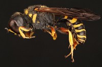 Square-headed wasp (Crabronidae, Ectemnius sp.)USA, TX, Blanco Co.: Johnson City17K E Johnson CityRoad side, oak-juniper woodsA. Santillana coll.