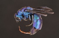 Cuckoo wasp. Original public domain image from Flickr