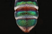 Cuckoo Wasp (Parnopes fulvicornis)TX, Ward Co.Monahans State ParkA.W. Hook, J.L.Neff.