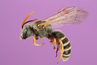 Sweat Bee (Halictus ligatus)TX, Jeff Davis Co.Davis Mountains TNC Res.1800m, J.L.Neff & A. HookPublic domain image by Alexis RobertsProduced as part of the “Insects Unlocked” projectThe University of Texas at Austin