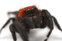 Jumping spider (Salticidae, Phidippus apacheanus (Chamberlin & Gertsch))USA, TX, Travis Co.: AustinHornsby Bend Bird ObservatoryA. Roberts coll.