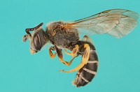 Sweat bee (Halictus rubicundus)USA, New Jersey, Monmouth Co.Fair Havencoll. A.W.HookPublic domain image by Alexis RobertsProduced as part of the “Insects Unlocked” projectThe University of Texas at Austin.