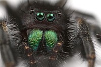 Bold jumping spider (Salticidae, Phidippus audax (Hentz))USA, TX, Travis Co.: AustinHornsby Bend Bird ObservatoryA. Roberts coll.