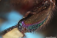 Middle tibia of orchid bee (Apidae, Eufriesea schmidtiana (Friese))CR, Heredia, 5 KM S.E. Pt. ViejoFinca La Selva, 350 ft.Cineole trapL.E. Gilbert.